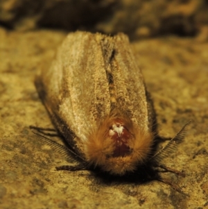 Epicoma (genus) at Gordon, ACT - 6 Dec 2016 10:50 PM