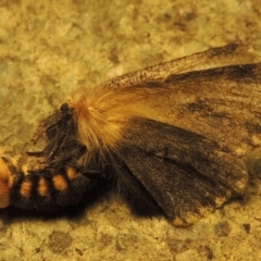 Epicoma (genus) at Gordon, ACT - 6 Dec 2016