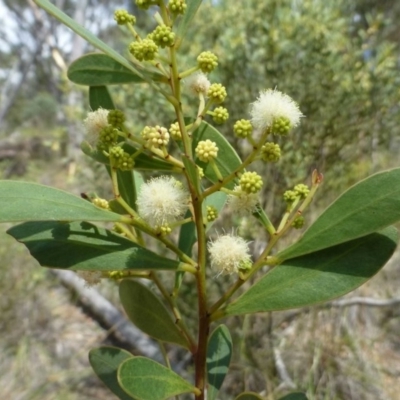 Acacia penninervis var. penninervis (Hickory Wattle) at Canberra Central, ACT - 4 Jan 2017 by RWPurdie