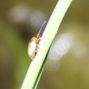 Alticini (tribe) at Fadden, ACT - 17 Oct 2016 08:29 PM