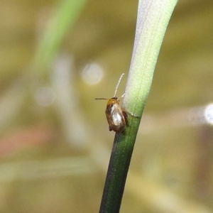 Alticini (tribe) at Fadden, ACT - 17 Oct 2016 08:29 PM