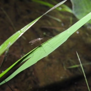 Tipulidae or Limoniidae (family) at Fadden, ACT - 17 Oct 2016