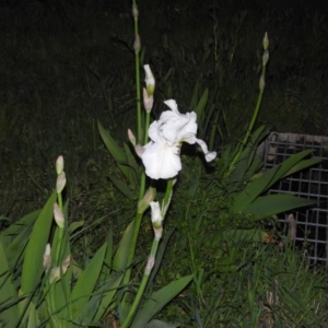 Iris germanica at Fadden, ACT - 17 Oct 2016