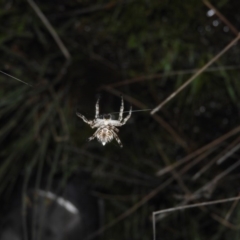 Socca pustulosa at Fadden, ACT - 17 Oct 2016