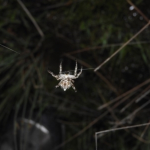 Socca pustulosa at Fadden, ACT - 17 Oct 2016 08:43 PM