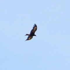 Aquila audax (Wedge-tailed Eagle) at Bruce, ACT - 5 Jan 2017 by NathanaelC