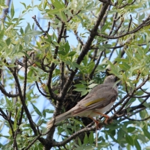 Manorina melanocephala at Bruce, ACT - 5 Jan 2017