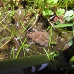 Crinia signifera (Common Eastern Froglet) at Fadden, ACT - 17 Oct 2016 by ArcherCallaway