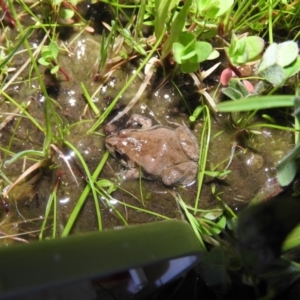 Crinia signifera at Fadden, ACT - 17 Oct 2016