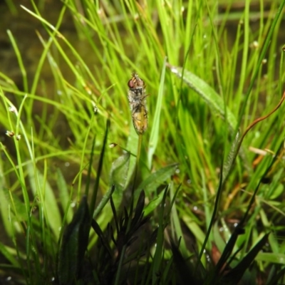 Melangyna viridiceps (Hover fly) at Fadden, ACT - 17 Oct 2016 by ArcherCallaway