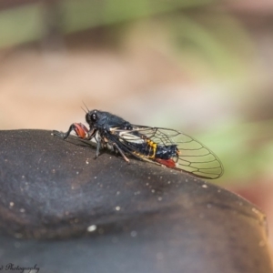 Yoyetta serrata at Cotter River, ACT - 4 Jan 2017 01:21 PM