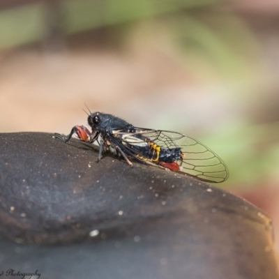 Yoyetta serrata (Serrated Firetail) at Namadgi National Park - 4 Jan 2017 by Roger