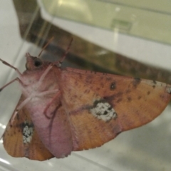 Oenochroma vinaria (Pink-bellied Moth, Hakea Wine Moth) at Macarthur, ACT - 5 Jan 2017 by Liam.m