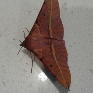 Oenochroma vinaria at Macarthur, ACT - 5 Jan 2017 07:23 PM