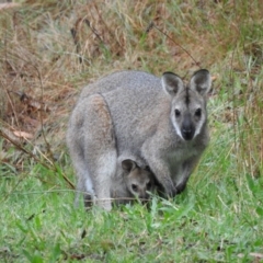 Notamacropus rufogriseus (Red-necked Wallaby) at Bemboka, NSW - 11 Nov 2016 by ArcherCallaway