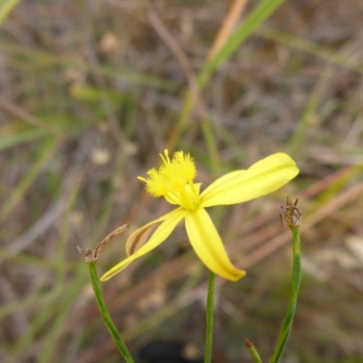 Tricoryne elatior (Yellow Rush Lily) at Bemboka River Reserve - 2 Jan 2017 by JanetRussell