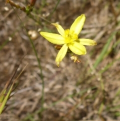 Tricoryne elatior at Bemboka River Reserve - 2 Jan 2017