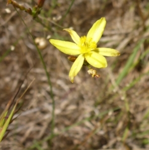 Tricoryne elatior at Bemboka River Reserve - 2 Jan 2017