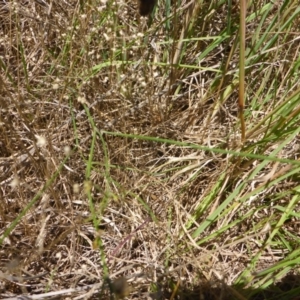 Tricoryne elatior at Bemboka River Reserve - 2 Jan 2017