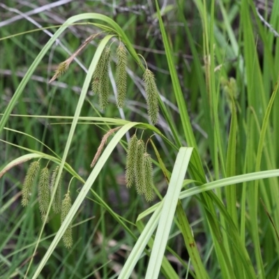 Carex fascicularis (Tassel Sedge) at Tennent, ACT - 1 Jan 2017 by HarveyPerkins