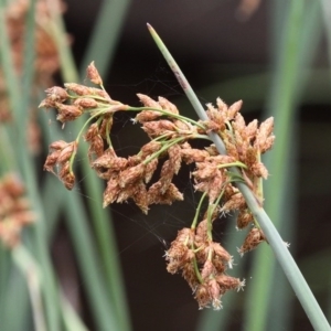 Schoenoplectus tabernaemontani at Tennent, ACT - 1 Jan 2017 12:25 PM