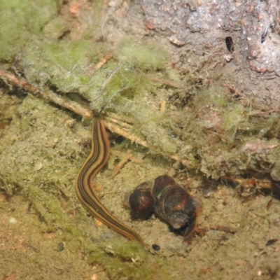 Unidentified at Wanniassa Hill - 18 Oct 2016 by ArcherCallaway