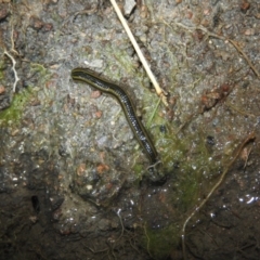 Unidentified at Wanniassa Hill - 18 Oct 2016 by ArcherCallaway