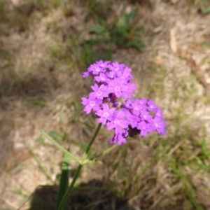 Verbena rigida at Bemboka River Reserve - 2 Jan 2017 01:04 PM