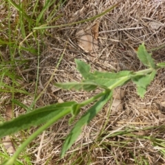 Verbena rigida at Bemboka River Reserve - 2 Jan 2017 01:04 PM