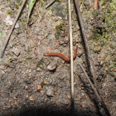 Unidentified at Wanniassa Hill - 18 Oct 2016 by ArcherCallaway