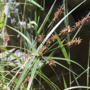 Cyperus lucidus at Cotter River, ACT - 2 Jan 2017