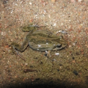 Crinia signifera at Wanniassa Hill - 18 Oct 2016