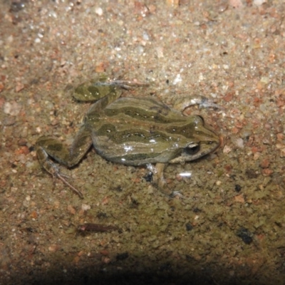 Crinia signifera (Common Eastern Froglet) at Wanniassa Hill - 18 Oct 2016 by ArcherCallaway