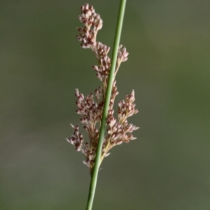 Juncus sp. at Cotter River, ACT - 2 Jan 2017 04:34 PM