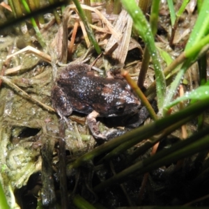 Uperoleia laevigata at Wanniassa Hill - 18 Oct 2016 08:27 PM