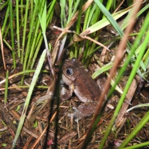 Litoria peronii at Wanniassa Hill - 18 Oct 2016