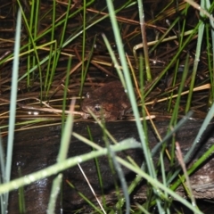 Litoria peronii at Wanniassa Hill - 18 Oct 2016 08:32 PM