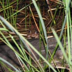 Litoria peronii at Wanniassa Hill - 18 Oct 2016