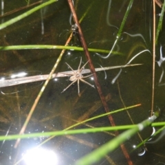 Pisauridae (family) (Water spider) at Wanniassa Hill - 18 Oct 2016 by RyuCallaway