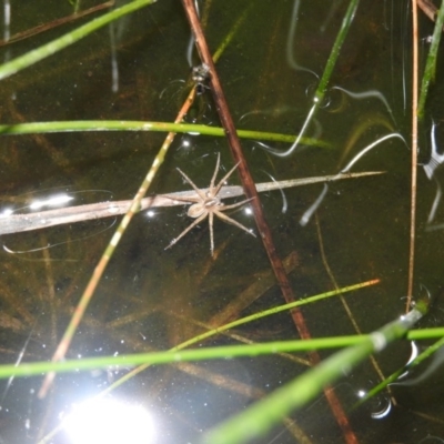 Pisauridae (family) (Water spider) at Wanniassa Hill - 18 Oct 2016 by ArcherCallaway