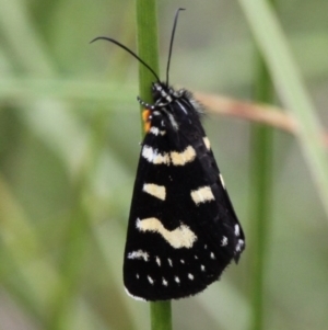 Phalaenoides tristifica at Tennent, ACT - 1 Jan 2017 11:33 AM