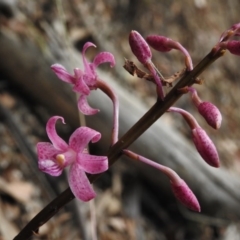 Dipodium roseum (Rosy Hyacinth Orchid) at Tidbinbilla Nature Reserve - 5 Jan 2017 by JohnBundock