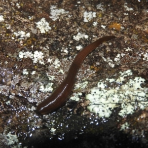 Hirudinea sp. (Class) at Wanniassa Hill - 18 Oct 2016