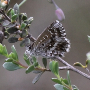 Neolucia agricola at Tennent, ACT - 1 Jan 2017 10:47 AM