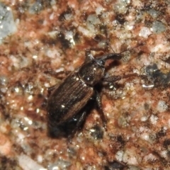 Steriphus murinus (Marsh weevil) at Wanniassa Hill - 18 Oct 2016 by ArcherCallaway