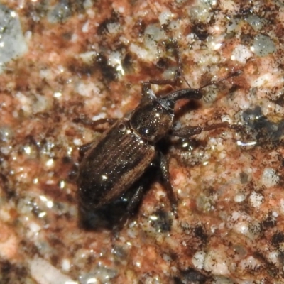 Steriphus murinus (Marsh weevil) at Wanniassa Hill - 18 Oct 2016 by RyuCallaway