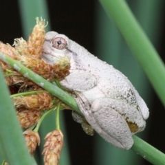 Litoria peronii at Tennent, ACT - 1 Jan 2017