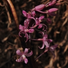 Dipodium roseum (Rosy Hyacinth Orchid) at Tidbinbilla Nature Reserve - 5 Jan 2017 by JohnBundock