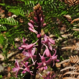 Dipodium roseum at Paddys River, ACT - suppressed