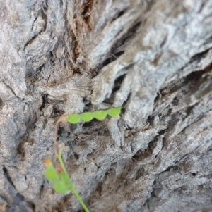 Grona varians at Bemboka River Reserve - 2 Jan 2017